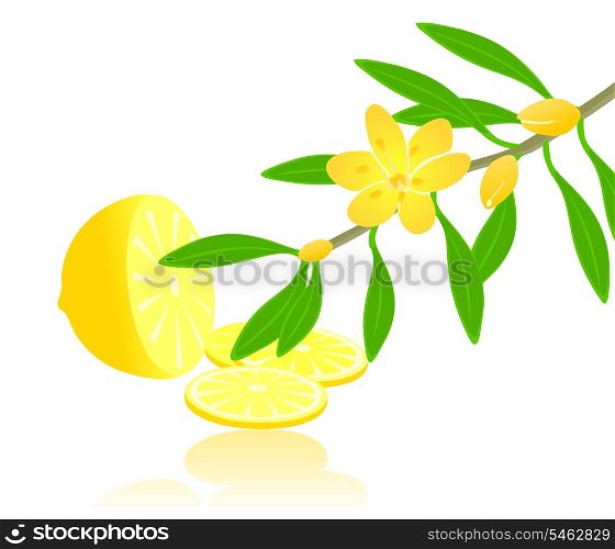 Citron paradise. Fruit of a lemon and branch of a citron plant. A vector illustration