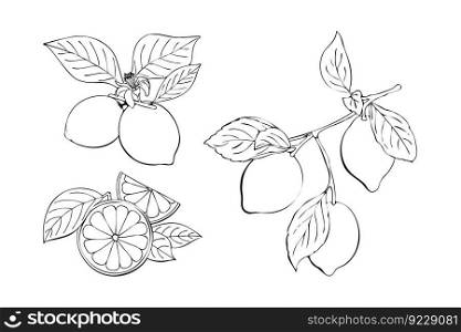 Citrus collection contour linear hand drawing, orange and lemon, branch with fruits and leaves, flower.