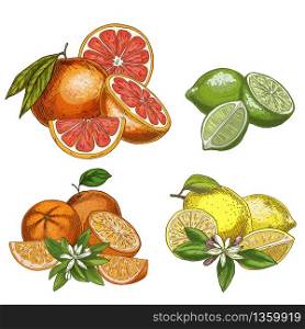 Citrus fruits with halves and flowers. Lemon, lime, grapefruit, orange. Full color realistic sketch vector illustration. Hand drawn painted illustration.