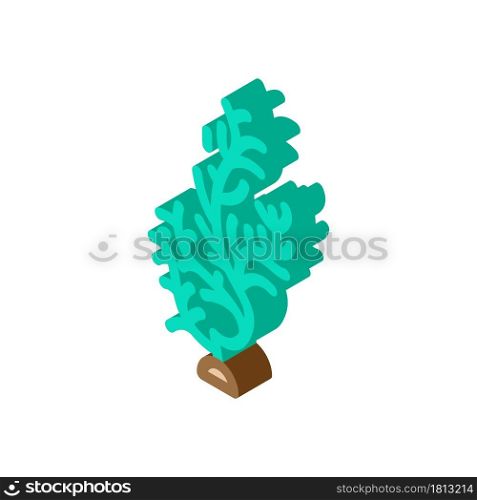 cladophora glomerata seaweed isometric icon vector. cladophora glomerata seaweed sign. isolated symbol illustration. cladophora glomerata seaweed isometric icon vector illustration