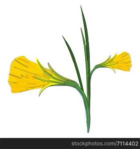 Clipart of a plant with flowers blossomed as golden bells on a branched green stalk vector color drawing or illustration