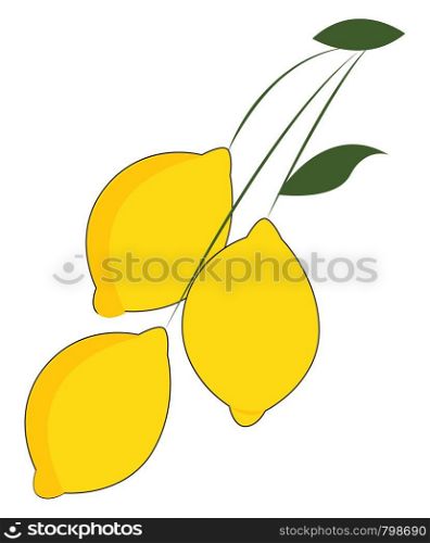 Clipart of three bright yellow lemons hanging individually on a long and slender stalk; and two leaves vector color drawing or illustration
