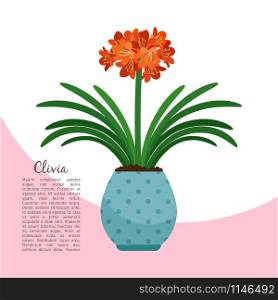 Clivia indoor plant in pot banner template, vector illustration. Clivia plant in pot banner