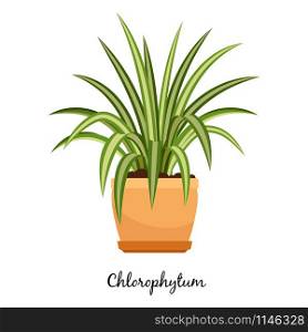 Clorofitum plant in pot isolated on the white background, vector illustration. Clorofitum plant in pot icon