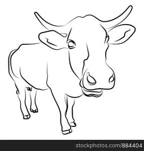 Close up cow sketch, illustration, vector on white background.