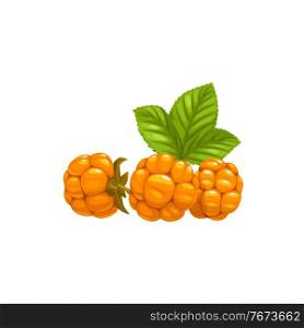 Cloudberry ripe orange berries with leaves isolated icon. Vector cloudberry, nordic berry, bakeapple, knotberry and knoutberry, aqpik or low-bush salmonberry, averin or evron fruits, food dessert. Knotberry, cloudberry or nordic berry averin aqpic