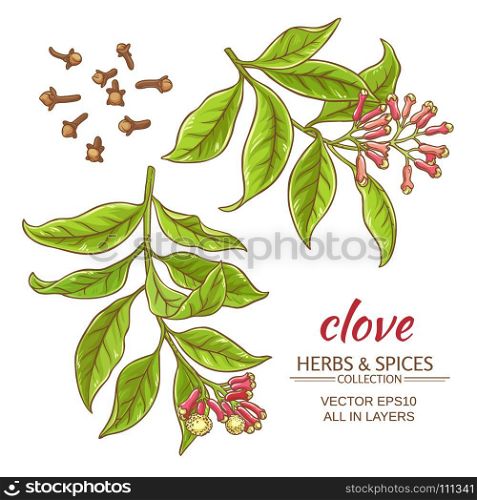 clove vector set. clove branches vector set on white background