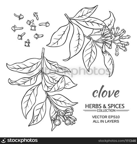 clove vector set. clove plant vector set on white background