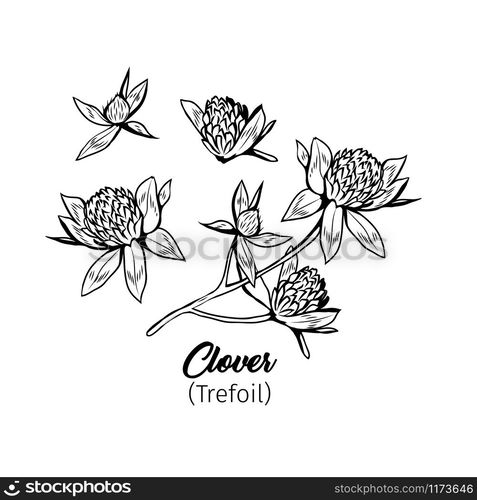 Clover blossom black ink sketches set. Wildflower twig, flowers and buds black and white illustrations collection. Honey plant monochrome botanical engraving with title. Floral postcard design element. Clover flowers black ink sketches set