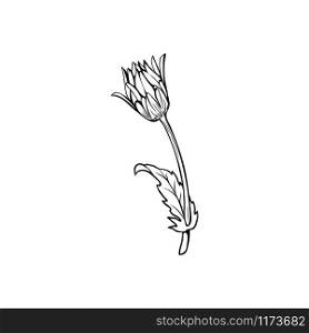 Clover flowers black and white illustration. Blooming honey plant with title Trefoil. Irish shamrock, floral luck symbol with three leaves. Botanical outlines sketch. Postcard design element. Clover in blossom black ink sketch