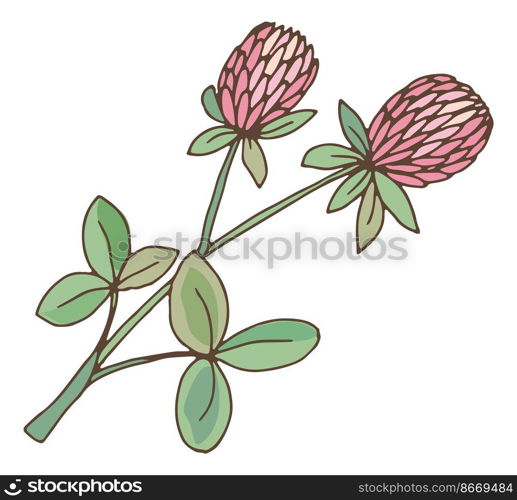 Clover herb. Trefoil flower with green leaves. Trifolium plant isolated on white background. Clover herb. Trefoil flower with green leaves. Trifolium plant