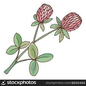 Clover herb. Trefoil flower with green leaves. Trifolium plant isolated on white background. Clover herb. Trefoil flower with green leaves. Trifolium plant