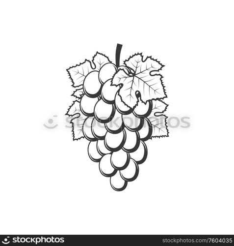 Cluster of grape with leaves isolated monochrome icon. Vector bunch of grapery berries. Bunch of grapes isolated cluster fruits and leaves