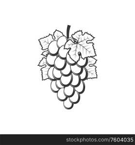 Cluster of grape with leaves isolated monochrome icon. Vector bunch of grapery berries. Bunch of grapes isolated cluster fruits and leaves
