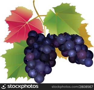 cluster of grapes with leaves
