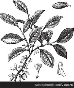 Cocaine or Coca or Erythroxylum coca, vintage engraving. Old engraved illustration of a Cocaine plant showing flowers.