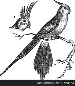 Cockatiel or Quarrion or Weiro or Nymphicus hollandicus, vintage engraved illustration. Trousset encyclopedia (1886 - 1891).