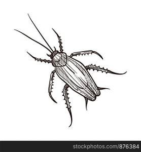 Cockroach beetle like insect with long antennae and legs, feeding by scavenging. Monochrome vector illustration of beetle roach insect isolated on white, sketch design. Pencil drawn bug icon. Cockroach beetle like insect with long antennae and legs