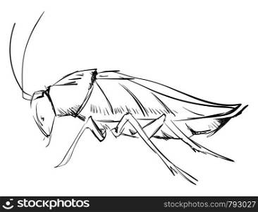 Cockroach drawing, illustration, vector on white background.