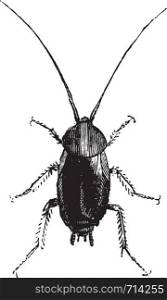 Cockroach, vintage engraved illustration. Natural History of Animals, 1880.