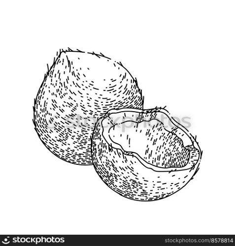 coco cut hand drawn vector. white fruit, half nut, fresh tropical, food oil, palm shell coco cut sketch. isolated black illustration. coco cut sketch hand drawn vector