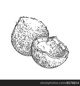 coco cut hand drawn vector. white fruit, half nut, fresh tropical, food oil, palm shell coco cut sketch. isolated black illustration. coco cut sketch hand drawn vector