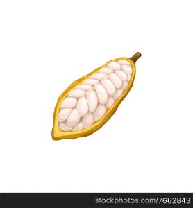 Cocoa bean, chocolate and cacao tree plant food, vector icon. Chocolate confection and kakao powder ingredient, cocoa or cacao beans peeled with seeds, confectionery sweets. Cocoa bean, chocolate and cacao tree plant food