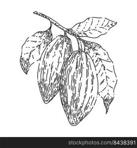 cocoa bean hand drawn vector. plant tree, sweet dessert, organic candy, fruit seed cocoa bean sketch. isolated black illustration. cocoa bean sketch hand drawn vector
