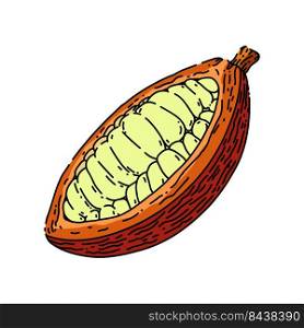 cocoa bean hand drawn vector. plant tree, sweet dessert, organic dark , fruit seed cocoa bean sketch. isolated color illustration. cocoa bean sketch hand drawn vector