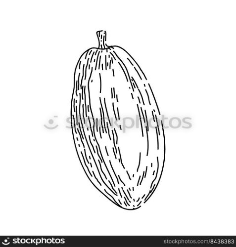 cocoa bean hand drawn vector. plant tree, sweet, organic dark candy, fruit seed cocoa bean sketch. isolated black illustration. cocoa bean sketch hand drawn vector