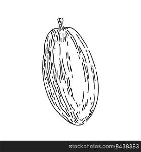 cocoa bean hand drawn vector. plant tree, sweet, organic dark candy, fruit seed cocoa bean sketch. isolated black illustration. cocoa bean sketch hand drawn vector
