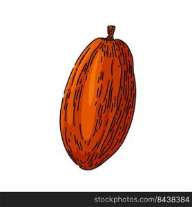 cocoa bean hand drawn vector. plant tree, sweet, organic dark candy, fruit seed cocoa bean sketch. isolated color illustration. cocoa bean sketch hand drawn vector