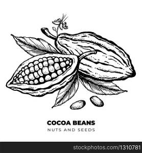 Cocoa beans Hand drawn engraved style sketch. Chocolate cocoa powder bean, nuts and seeds. Isolated Vector illustration.. Cocoa beans Hand drawn engraved style sketch illustration