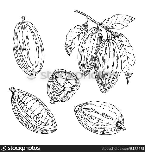 cocoa chocolate set hand drawn vector. cacao bean, plant tree, organic fruit cocoa chocolate sketch. isolated black illustration. cocoa chocolate set sketch hand drawn vector