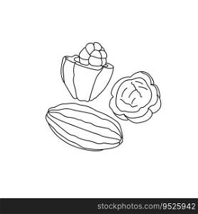 Cocoa fruit, outline drawing of a tropical fruit with juicy pulp and seeds inside vector illustration