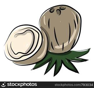 Coconut cut in half, illustration, vector on white background.
