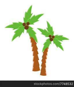 Coconut grows on green tropical tree vector illustration. Plants from countries with warm climate. Palm tree isolated on a white background. Two plants with a brown trunk and wide voluminous foliage. Palm tree isolated on a white background. Coconut grows on green tropical tree vector illustration