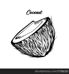 Coconut half black and white illustration. Fresh exotic food, tropical fruit with lettering. Delicious vegan dessert, natural palm tree fetus ink pen drawing. Banner, greeting card design element. Open coconut hand drawn vector illustration