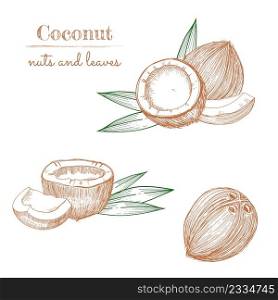 Coconut hand drawn sketch. Whole and half coconuts and palm leaves. Line art vintage style tropical vector food illustration.. Coconut hand drawn sketch. Whole and half coconuts and palm leaves.