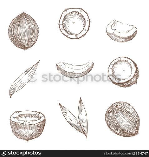 Coconut hand drawn sketch. Whole and half coconuts and palm leaves. Line art vintage style tropical vector food illustration.. Coconut hand drawn sketch. Whole and half coconuts and palm leaves.