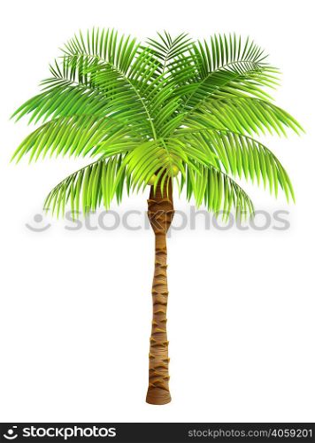 Coconut palm tree. Plant, garden, resort. Nature concept. Can be used for topics like vacation, travelling, botany