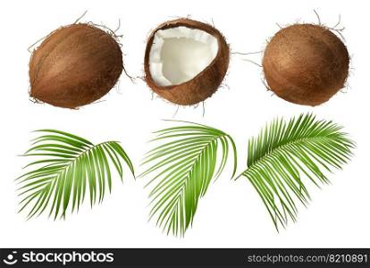 Coconut realistic vector illustration, whole and half cracked broken coco nut with green palm leaves, isolated on white background. Set for ads or packaging design natural food and organic cosmetics.. Whole and broken coco nut with green palm leaves