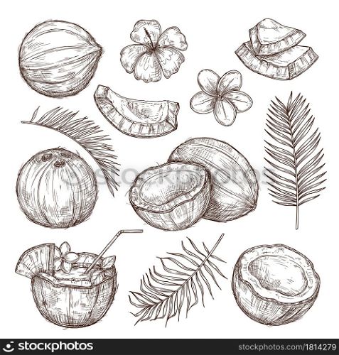 Coconut sketch. Drawing nature, hand drawn half exotic nuts. Isolated tasty raw coco, tropical palm leaves beach cocktail exact vector set. Illustration coconut drawing, coco food. Coconut sketch. Drawing nature, hand drawn half exotic nuts. Isolated tasty raw coco, tropical palm leaves beach cocktail exact vector set