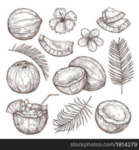 Coconut sketch. Drawing nature, hand drawn half exotic nuts. Isolated tasty raw coco, tropical palm leaves beach cocktail exact vector set. Illustration coconut drawing, coco food. Coconut sketch. Drawing nature, hand drawn half exotic nuts. Isolated tasty raw coco, tropical palm leaves beach cocktail exact vector set