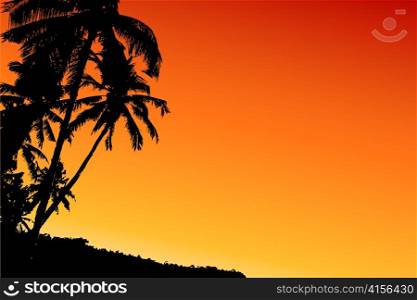 Coconut tree sunset