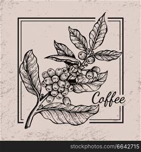 Coffee berries twig icon drawn in black and white surrounded by square frame. Vector illustration with tiny berries between wide leaves. Coffee Berries Twig Icon Vector Illustration