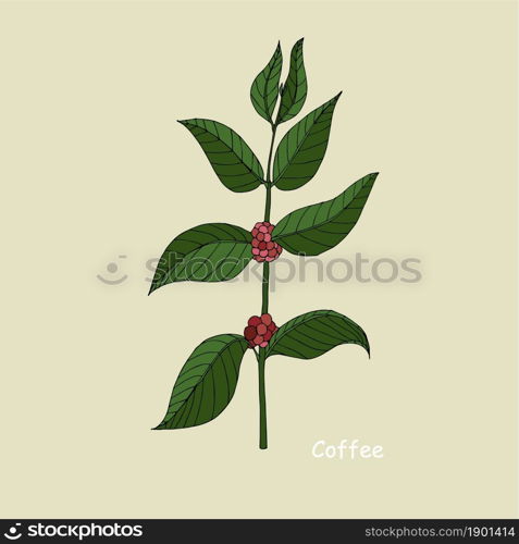 Coffee branch sketch. Art botanic ink hand drawn design element green leaves red fruit colorful outline for web, for print, for packaging design, for product design