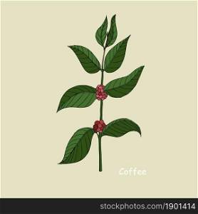 Coffee branch sketch. Art botanic ink hand drawn design element green leaves red fruit colorful outline for web, for print, for packaging design, for product design