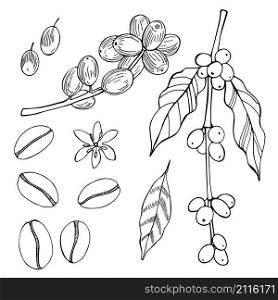 Coffee Plant and beans. Vector sketch illustration.. Coffee Plant and beans.