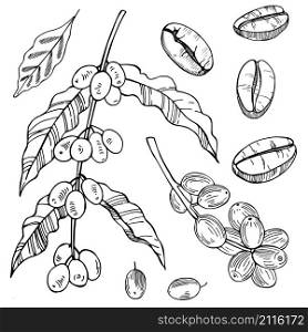 Coffee Plant and beans. Vector sketch illustration.. Coffee Plant and beans.